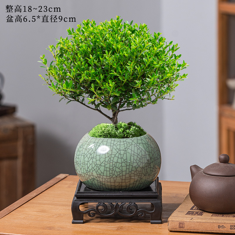 고급 작은잎 피니퍼스 + 게야오 얼음깨기 대야 + 수지 사각 트레이 + 비료 [무료 이끼]