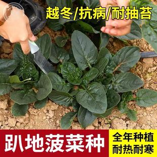 ſ�ز��˷N�� ���ز����ﶬ���ͺ��͟�˷N�t�������̨�׷N�߲�