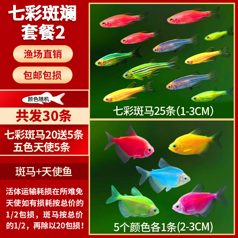 Lamko Fishは稚魚の飼育に適しており、生き残りやすい、淡水観賞魚、小さな孔雀、ゼブラフィッシュ、大型熱帯魚です。|undefined