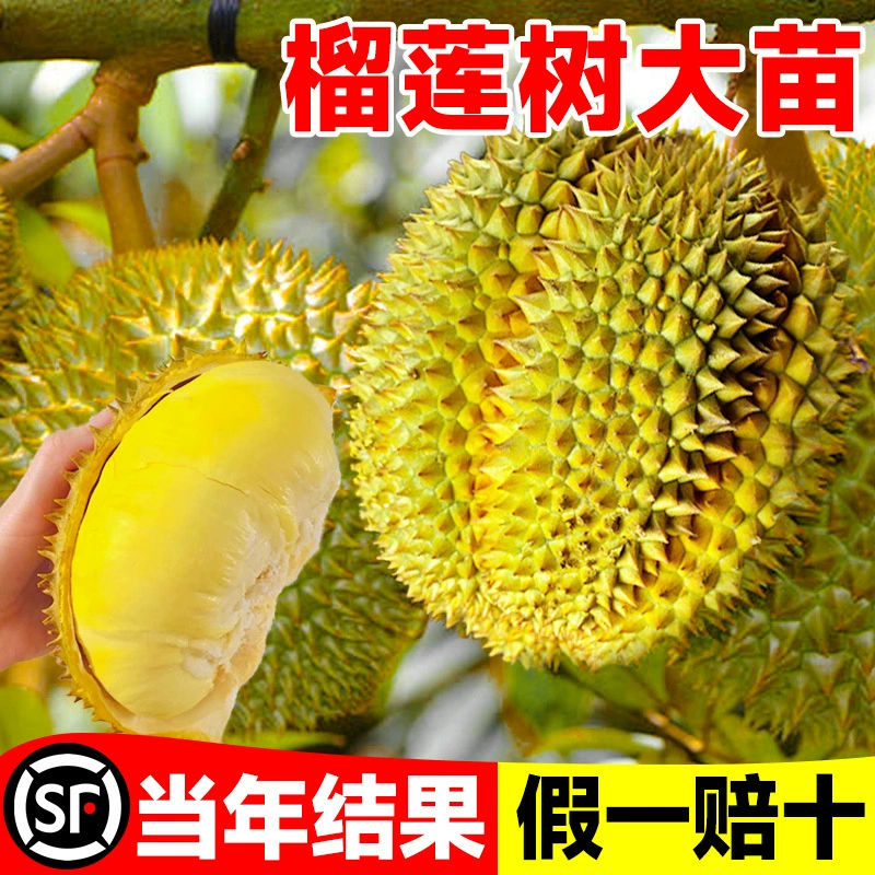 Результаты года, саженцы дерева дуриана с золотой подушкой