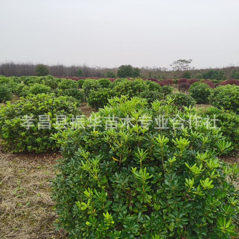 c55d7711a89522943cdedd6417e00d