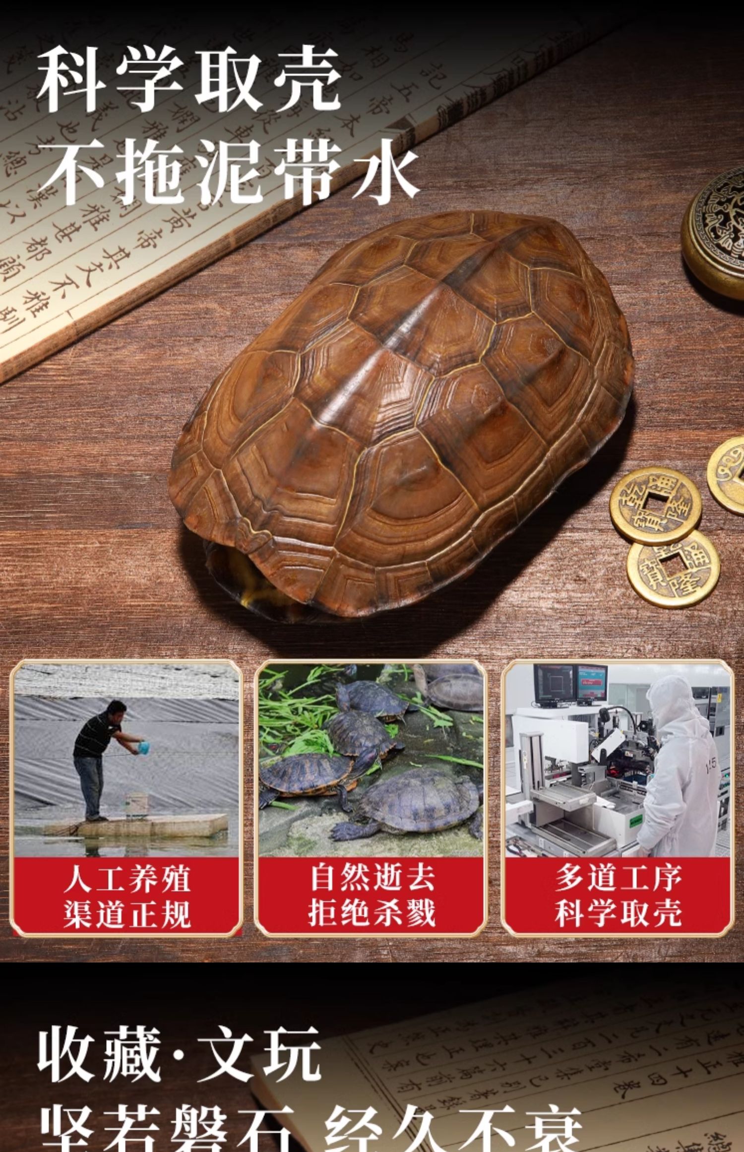 ♤天然真乌龟壳真龟甲文玩六爻铜钱易经64卦算挂摇卦工具手把件摆-阿里巴巴