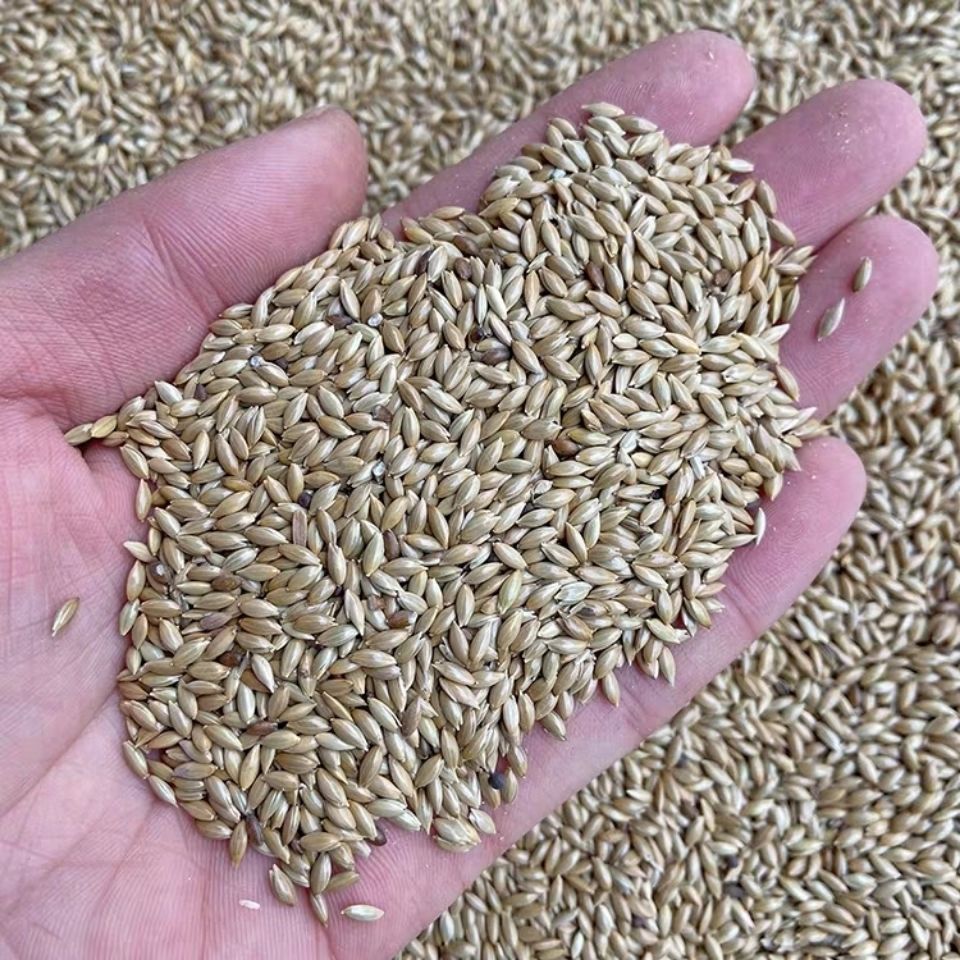 New arrival Canary Seed, Finches, Pearl Birds Food Oil Peak Millet White Peak Gold Canary Babies Grass Nest Seeds Bird Food 1 pound