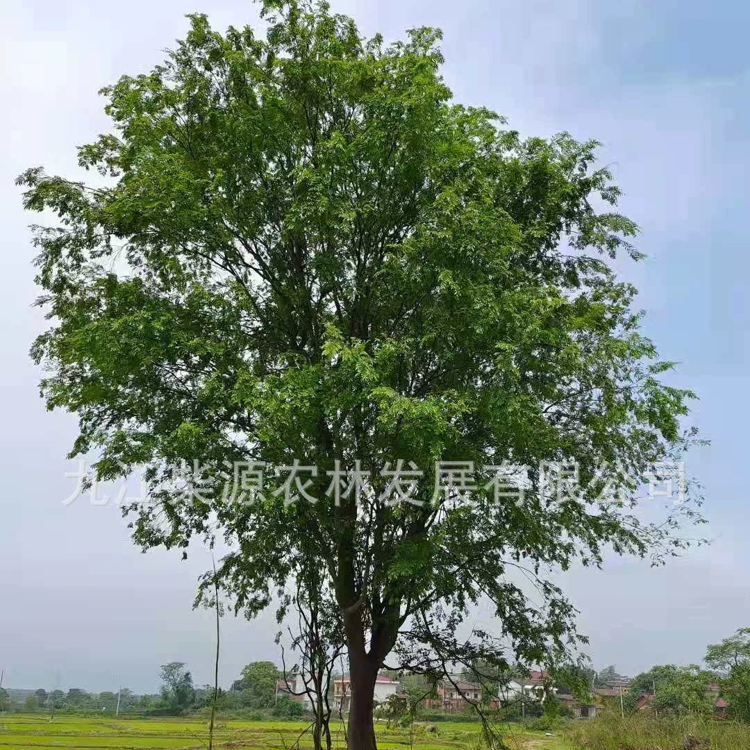 Оптовая продажа оптом Фуцзяньский вяз 70cm вяз в кластере 35cm вяз 18cm вяз 50cm