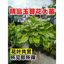 �����������Ի���ֲ��ͥԺ���@�ر��Ĳ��~�Gֲ����ͺ��ļ����B