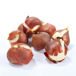 Double Tulip Bulbs Imported from the Netherlands Wholesale Hydroponic Flower Seedlings Soil Culture Green Plants Potted Florals Blooming in All Seasons