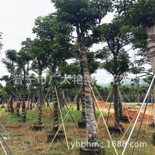 �V�|�Ռ����ش������ľ������������ľ�G��������羰�^����