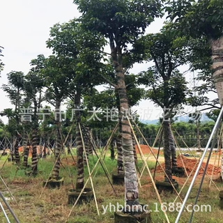 广东普宁基地袋苗重阳木大树苗秋枫大树乔木绿化树苗地苗景观工程