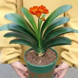 四季君子兰盆栽带花苞小苗花卉植物室内易活绿植水培好养多肉大全