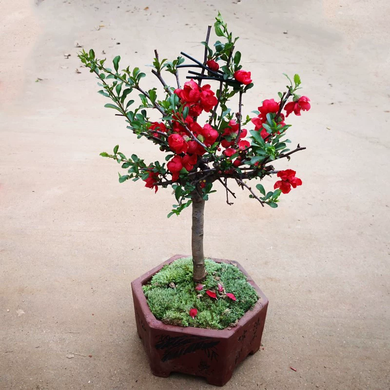 Двойной цветок Бегонии в горшке саженец цветение в четыре сезона комнатное зеленое растение долголетие Гуаньси Бегония бонсай