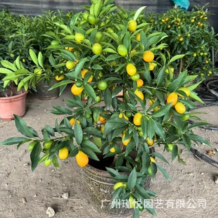 ����������Ԙ����ļ����������ؔ���҃�ֲ�����Ә��^���_�I�ͶY