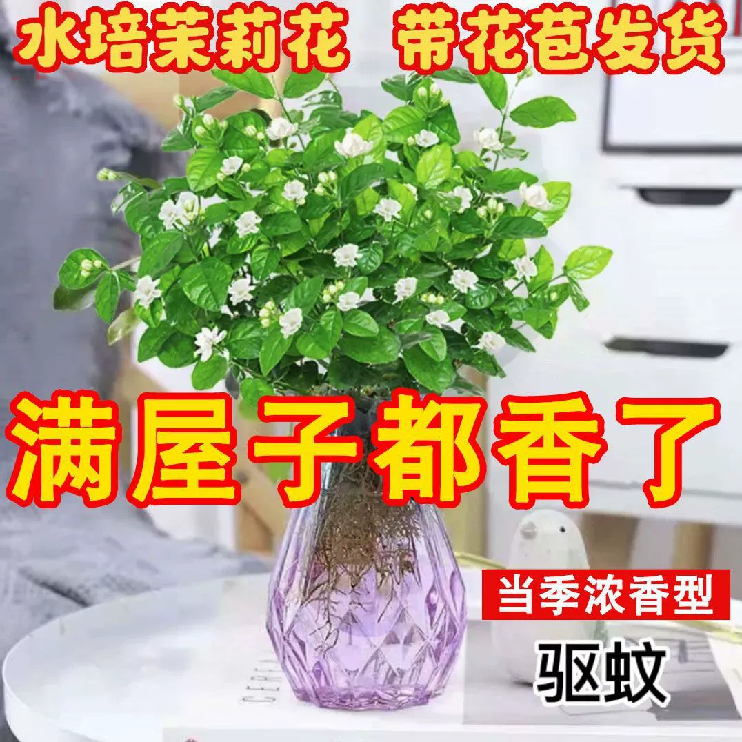 Гидропонное растение Жасмин Рассада в горшках офисное водоразведение ленивые цветы зеленая посадка муме Четыре сезона Цветы