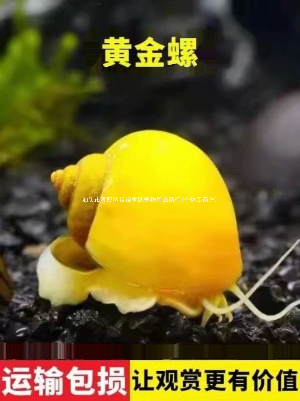 Золотые улитки очищают качество воды, очищают декоративных улиток, яблочных улиток, малазийских улиток, улитки едят рыбьи фекалии, пропалывают аквариум и удаляют домашних животных.