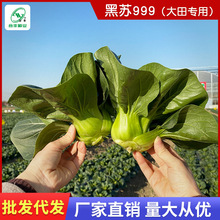 K999KN500˺~˷NѰ_ʺļ͟Ͳ߲