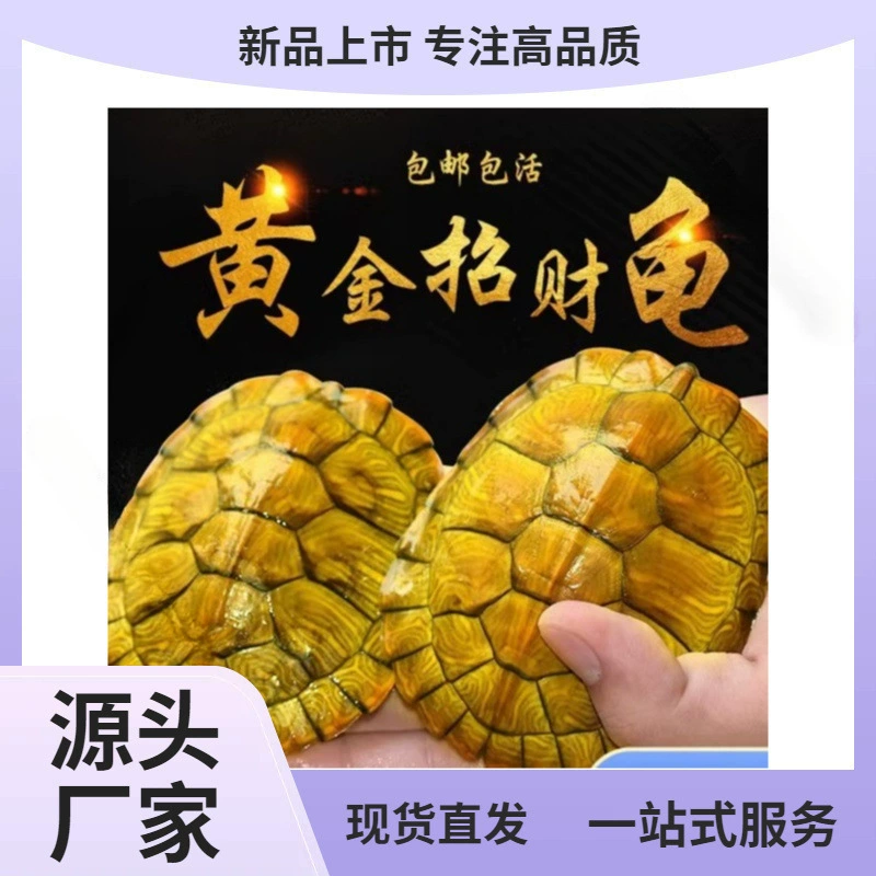 Наблюдение за домашими черепахами