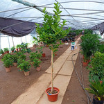 柠檬树苗盆栽地栽 青皮柠檬 庭院阳台果树苗 青柠檬