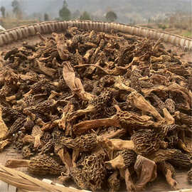 四川万源产野生羊肚菌自然生长干货原生态食材野生菌农户自采