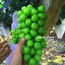 ձӡјmoѼ޽籱ϷNֲ