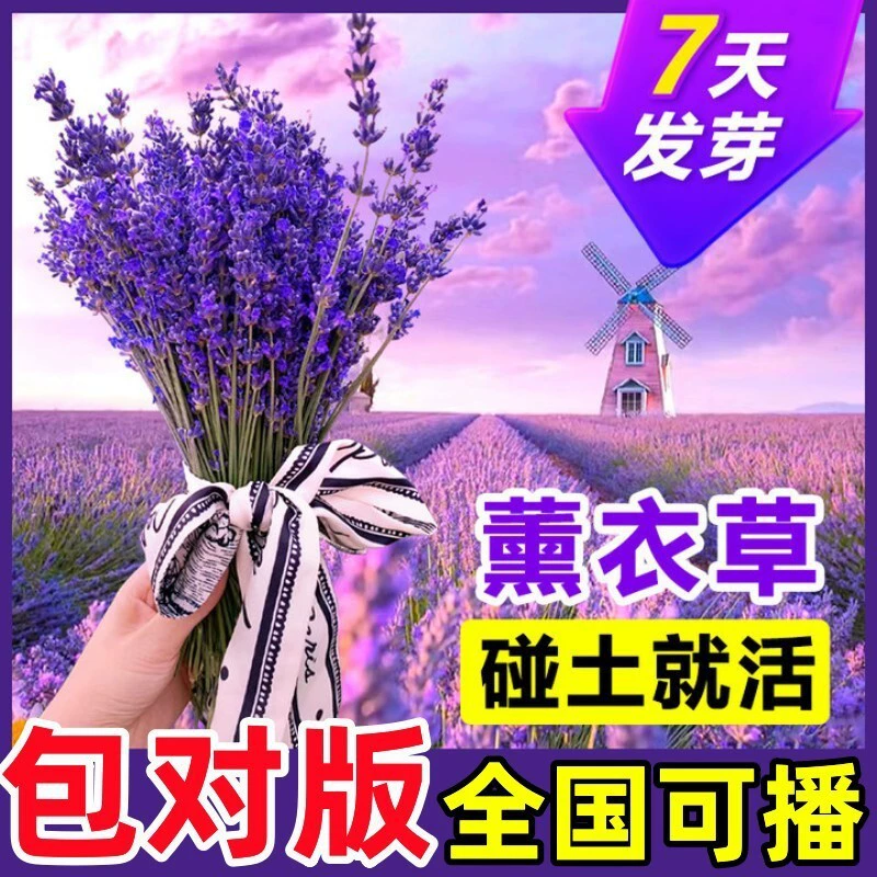 Семена цветов лаванды посажены и цветут в любое время года, рассада цветов в горшках, семена цветов, цветы на балконе во дворе, легко живущие семена травы, отпугивающие комаров.