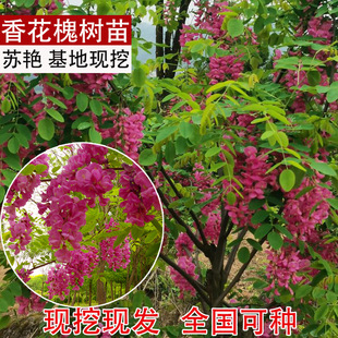 �㻨�����縻�F�仱����t��������ͥԺ�G�����ܻ��@ֲ���󻱘���