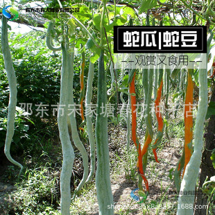 �߶��N���߹ϷN�������L�����Ĳ��N�ӵ����߲˷N���ļ����ڸк�