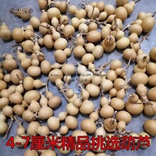 然葫芦一物一图堆文玩手捻草里金小八宝蚂蚁鸡蛋天津嘴双麦麦太保