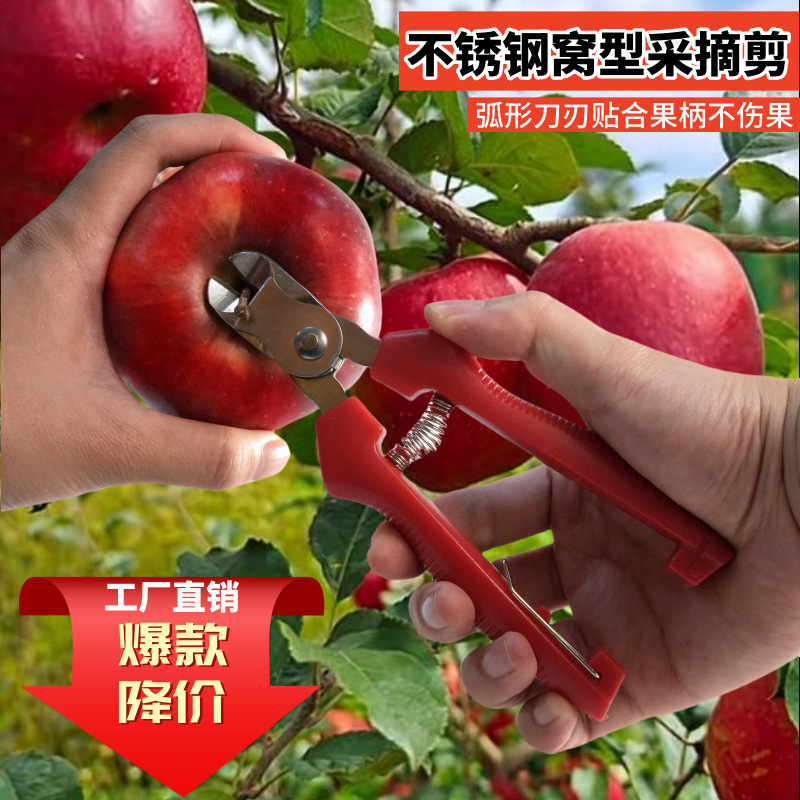 不锈钢窝型摘果剪番茄苹果专用剪橘子采摘剪水果果柄凹形修枝剪刀