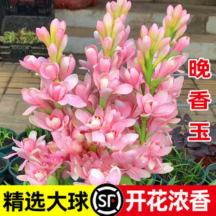 Strong-Scented Tuberose Double-Flowered Perennial Courtyard Balcony Indoor Flower Plant Potted Plant Resistant to Cold and Heat