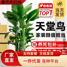一件代发天堂鸟盆栽室内绿植办公室大叶植物花卉鹤望兰发财树装饰
