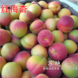 ������ꖼt÷�Ә���޽�÷����ͥԺ�ش�߮a���ӹ����Ϸ������Nֲ