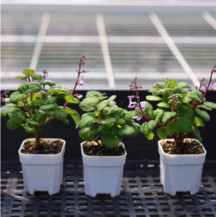 Plectranthus Ernsti, as Shown in the Picture, Is Shipped Randomly with a Small Piece of Tail