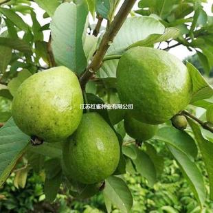 �Ř�����N��ֱ���l�N��ľ�����r���@�����²ɾ����t�ķ�ʯ���uʺ
