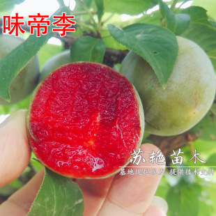 ���������������� ζ������ ���Ә���޽�ζ���������Ϸ������Nֲ