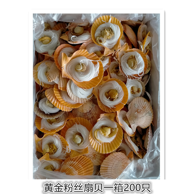 Fans gold Fans shell Diameter 6 7 cm 1 box 200 It weighs one box 7KG suit Seafood Buffet