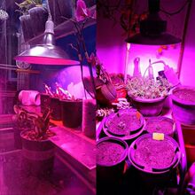 �߲˴��������ɫ��ݮ��������t�{���̨����ȫ���Vֲ���a���