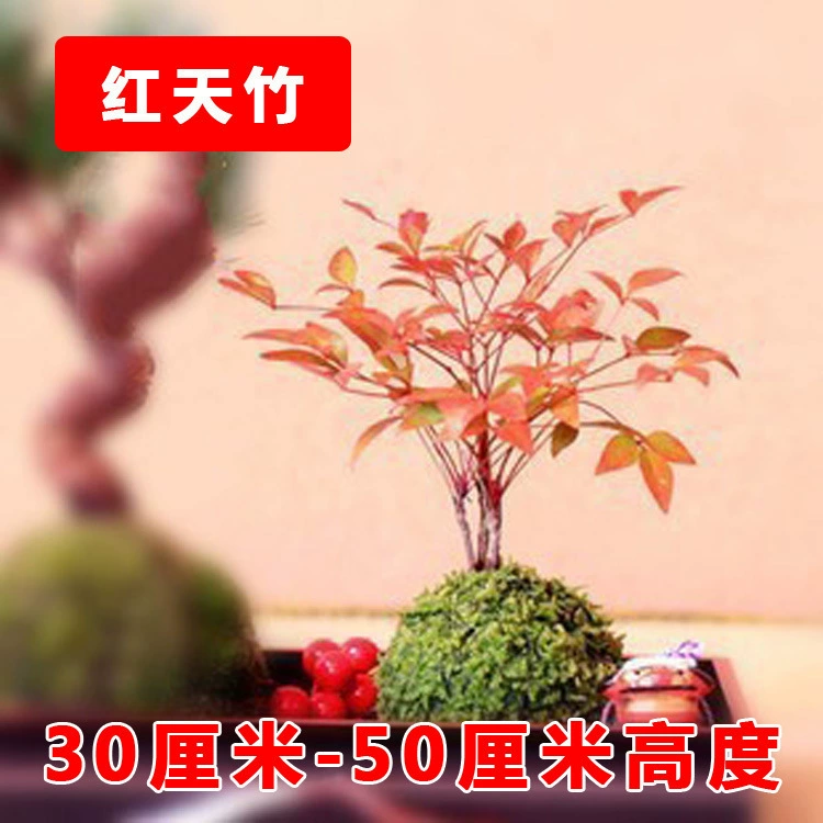 Оптовая продажа Red Sky бамбук Южное небо саженцы бамбука Красное небо саженцы бамбука Южное небо Чжу в горшках 30-50 Высокий