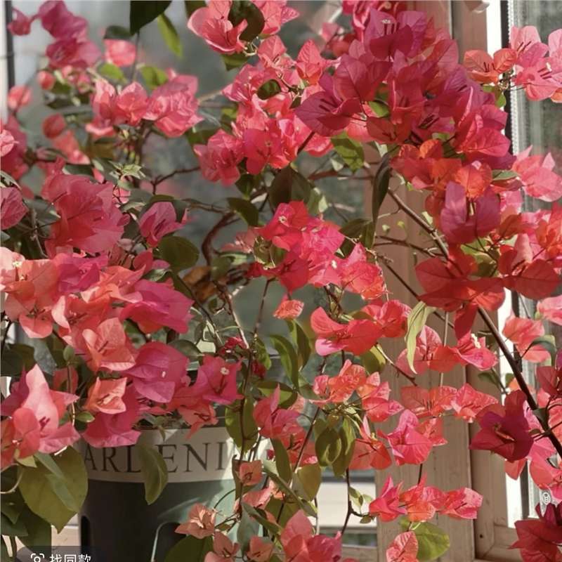Ciruela triangular planta en maceta nueva variedad de flores de flores de rosa balcón patio aire purificado cuatro estaciones flores bonsai
