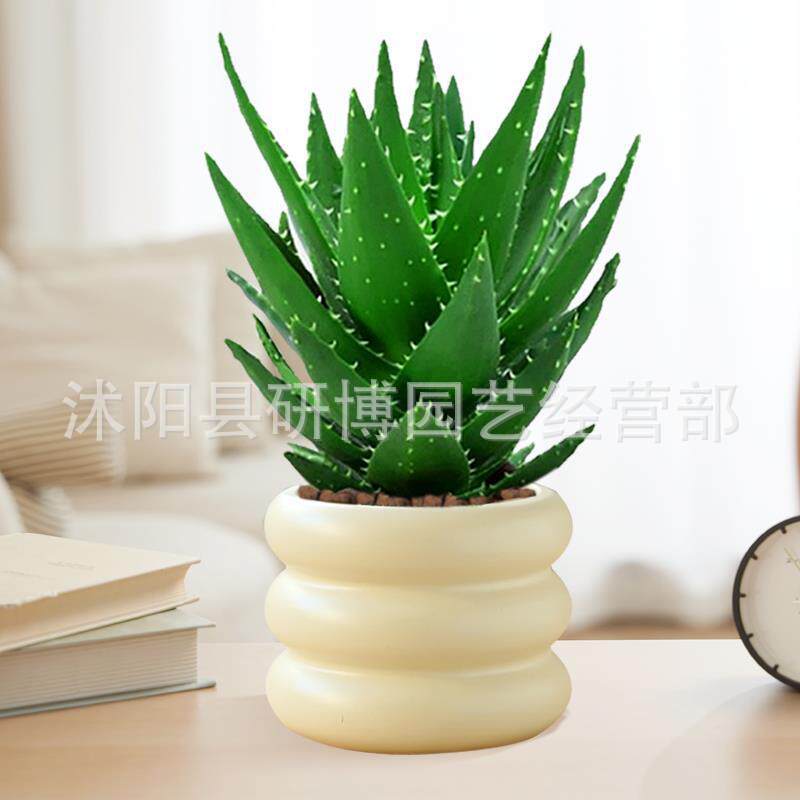 Curacao Aloe Vera sala de macetas belleza irrigación piel verde escritorio de oficina carne ciudad que nunca duerme Aloe Vera flores cactus
