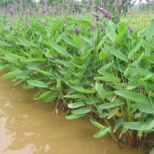 水生再力花苗河道净化花卉植物池塘绿化人工湿地挺水植物观赏花卉