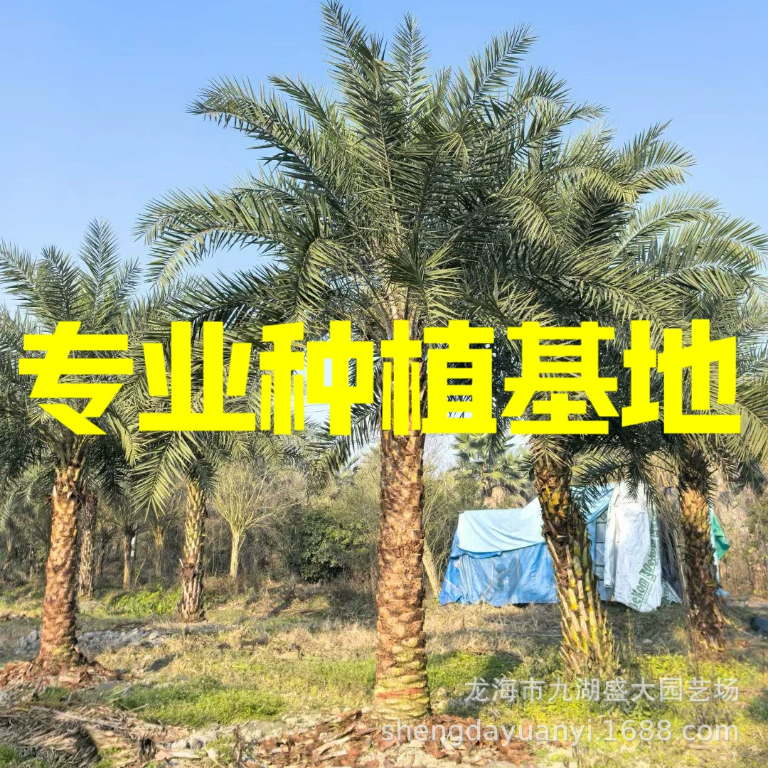Цена финиковой пальмы Yinhai из Чжэцзяна, тропическая пальма из Фуцзяня, финиковая пальма из Ближнего Востока, оптовая продажа финиковой пальмы из Цзянси.