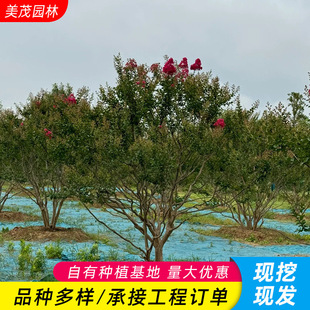 ������ޱ������ޱ���͘���ͥԺ�������͘侰�^�G����ޱ����