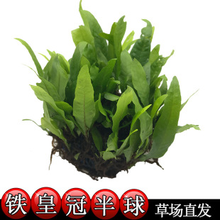 �����F�ʹڰ��� �~��ˮ�����쾰�b��w���~�F�ʹ���ˮ��7.5cm