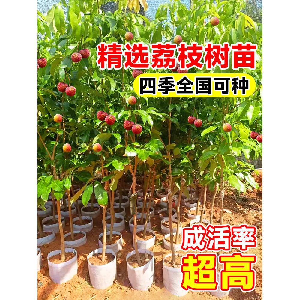 荔枝树果树苗无核无籽嫁接苗盆栽地栽水果树桂味糯米糍妃子笑南北
