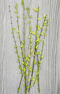 ����̨������Ѻ���F�����l����ѿ������֦�ɻ��滨pressedflowers