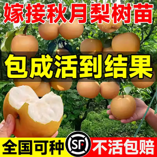 ������޽��������Ʒ�N�ִ��S���控�����ϱ�������Y��