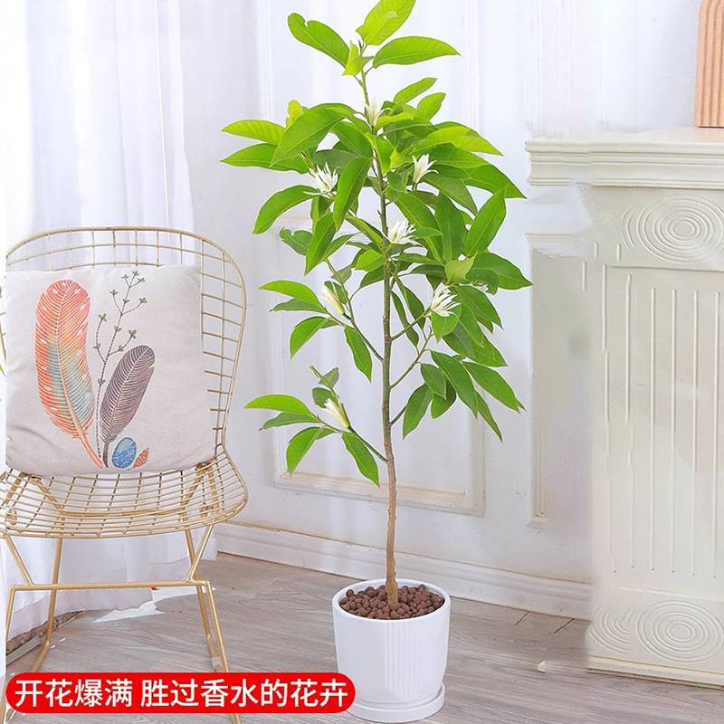 白蘭鉢植え、オーブンマグノリア苗木、つぼみ付き黄角蘭、屋内中庭、四季咲きの香りの強い花|undefined