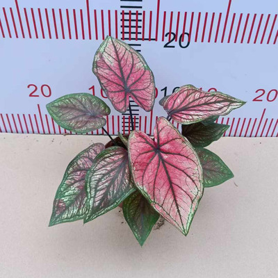 【基地直供】观叶植物花卉盆栽绿植 居家花卉植物 110邂逅彩叶芋|ms
