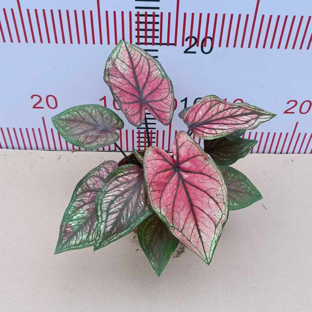 【基地直供】观叶植物花卉盆栽绿植 居家花卉植物 110邂逅彩叶芋|ms