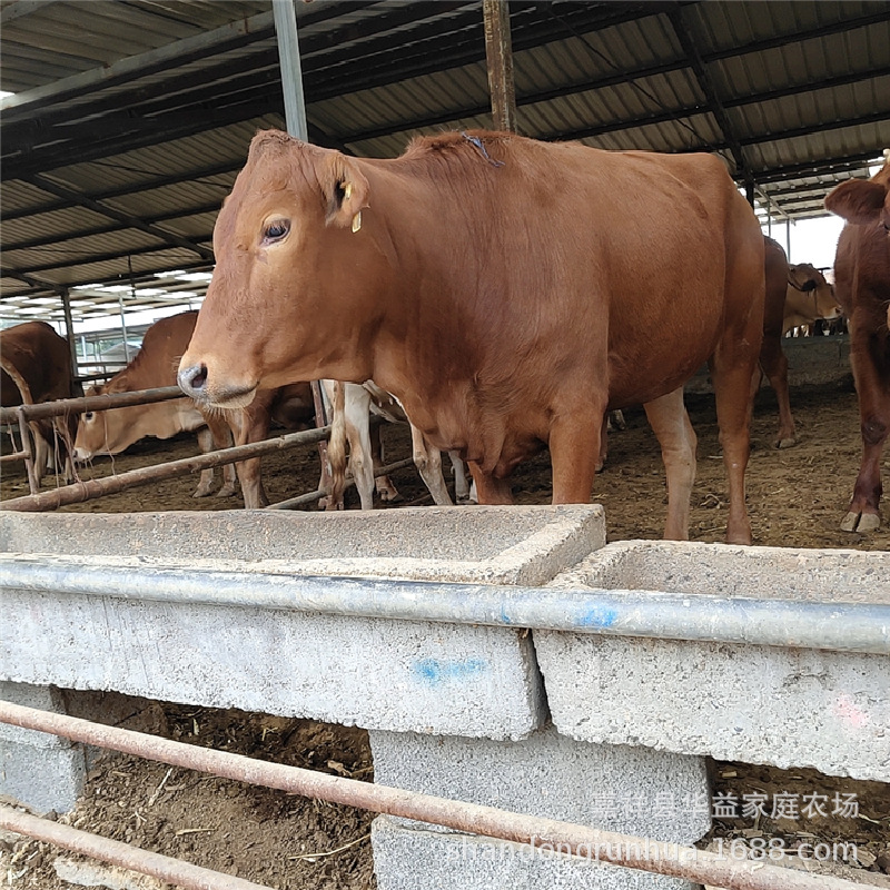 鲁西黄牛牛苗 小牛犊子价格 杂交肉牛犊养殖 肉牛养殖利润