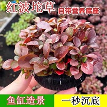 红波坨草增氧懒人球形水草一整套斗鱼鱼缸造景无需底砂净化水质